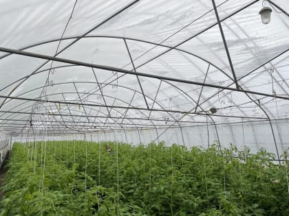На Ставрополье создают тепличный комплекс площадью 60 га