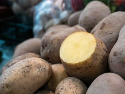 Более 3,4 тыс. тонн ставропольского картофеля экспортировали с начала 2023 года