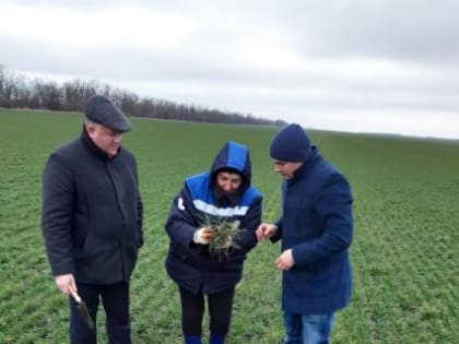 Посевы озимых культур нуждаются в дополнительной защите от вредителей и болезней