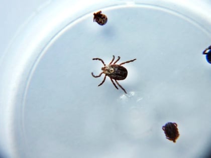 Биолог рассказал, как правильно обработать укус клеща