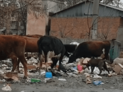 Отходами на свалке питаются домашние коровы в Беслане