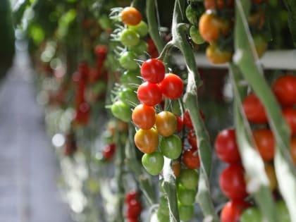 Аграрии Ставрополья могут подать заявку на получение субсидий на производство овощей