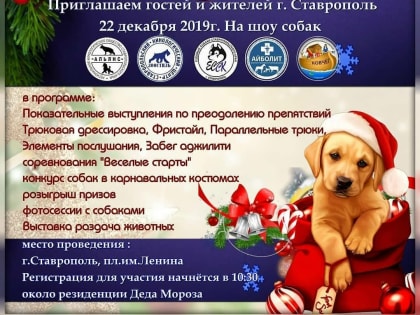 Забег в карнавальных костюмах и выставка-конкурс собак в Ставрополе