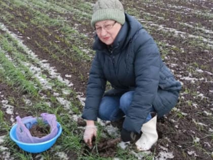 Туркменский район: фитомониторинг озимых продолжается