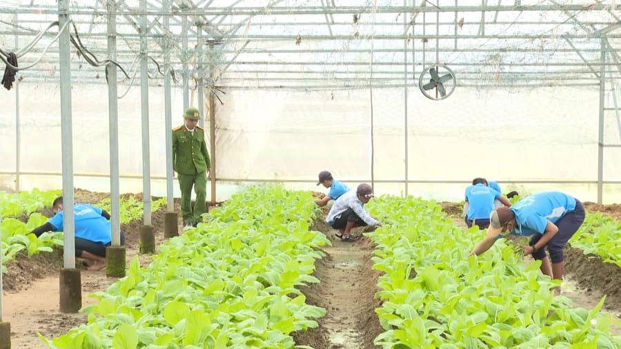 Học viên cai nghiện ma túy thực hành sản xuất nông nghiệp tại Cơ sở cai nghiện số 2- Ảnh: V.T