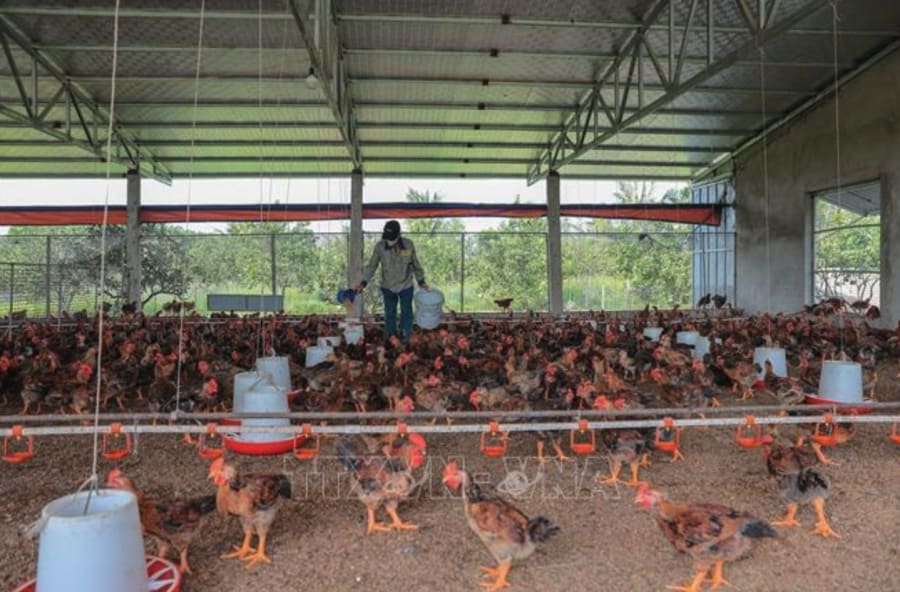 Trang trại chăn nuôi gà thương phẩm tại xã Quảng Ninh, tỉnh Thanh Hóa. Ảnh: Lê Đông/TTXVN