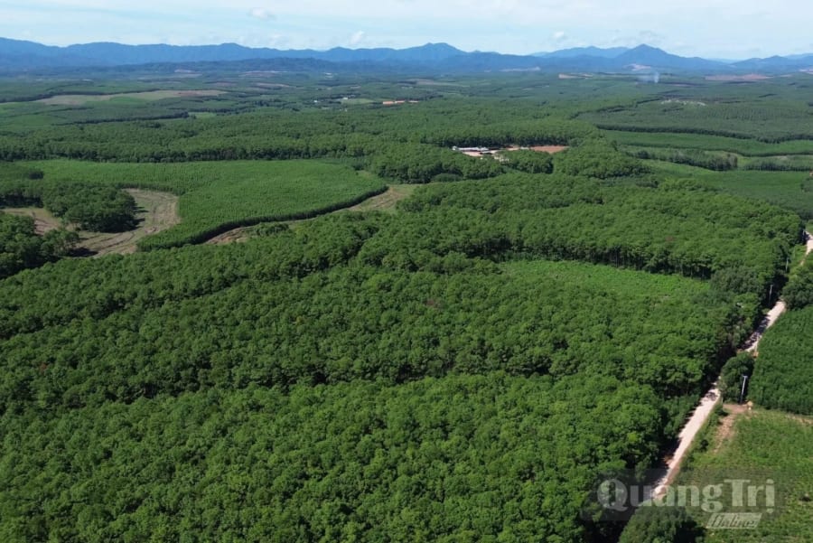 Còn 110,7ha đất lâm nghiệp Công ty TNHH MTV Lâm nghiệp Triệu Hải chưa bàn giao về cho địa phương - Ảnh: B.T
