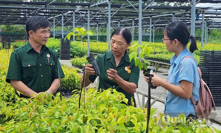 Vườn ươm cây giống của nữ Cựu chiến binh Thái Thị Bang tại xã Cam Lộ, mang lại doanh thu hàng tỷ đồng mỗi năm - Ảnh: T.L.