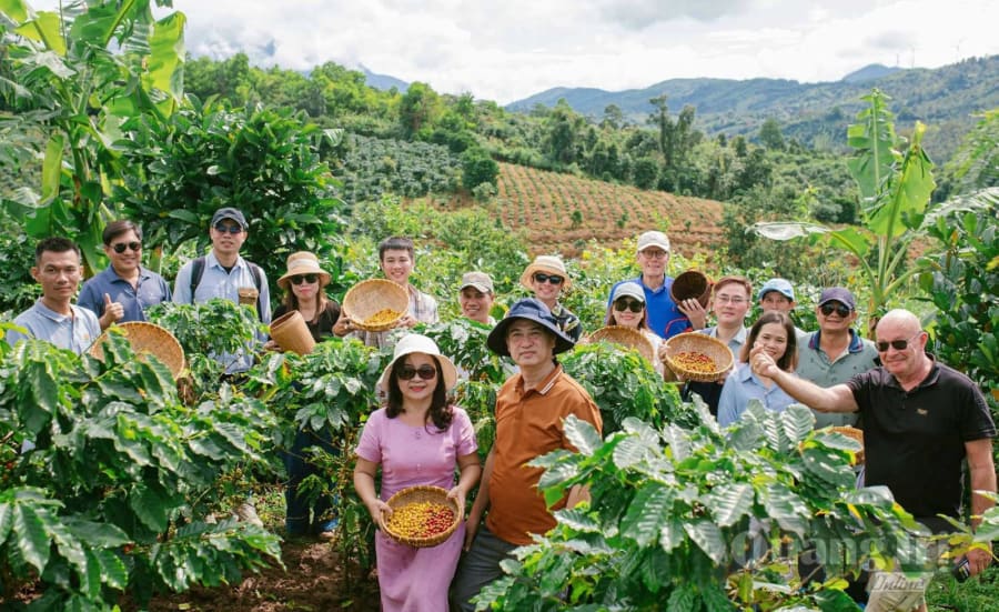 Du khách tham gia trải nghiệm Khe Sanh Coffee tour - Ảnh: NVCC