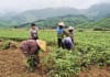 Ba Lòng nâng cao hiệu quả giảm nghèo
