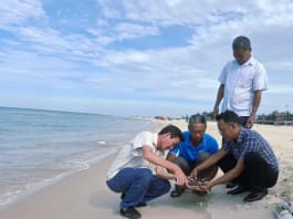 Thả rùa biển quý hiếm về biển xanh tự do Thả cá thể rùa biển quý hiếm về môi trường tự nhiên