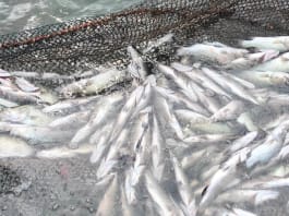 Cá chết trắng sông: Điều tra khẩn cấp bí ẩn môi trường Khẩn trương điều tra nguyên nhân cá chết hàng loạt trên lưu vực các sông