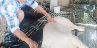 Xử lý nghiêm các hành vi vi phạm trong hoạt động giết mổ động vật