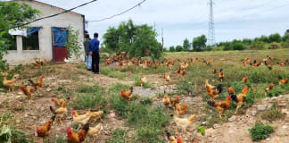 Nông dân Đồng Thuận tiên phong chuyển đổi số nông nghiệp Nông dân Đồng Thuận... thời công nghệ số