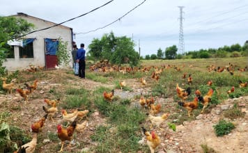 Nông dân Đồng Thuận tiên phong chuyển đổi số nông nghiệp Nông dân Đồng Thuận... thời công nghệ số