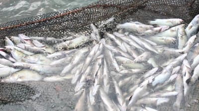 Khẩn trương điều tra nguyên nhân cá chết hàng loạt trên lưu vực các sông