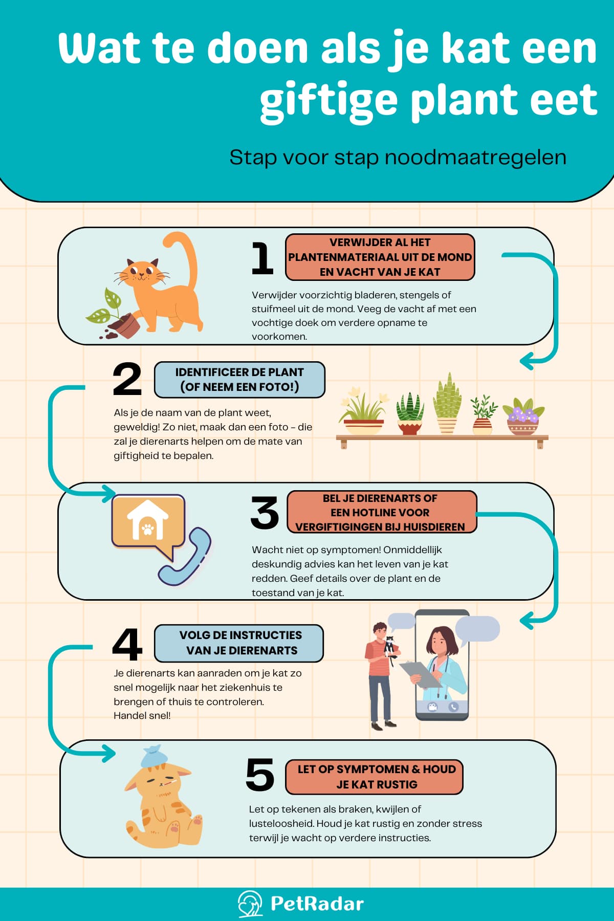 Wat te doen als je kat een giftige plant eet Infographic