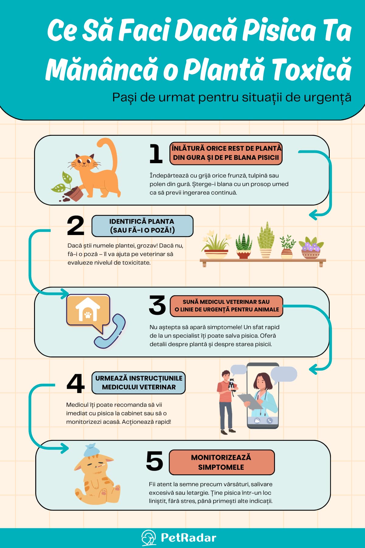 Step-by-Step Emergency Response Poisoned Cat