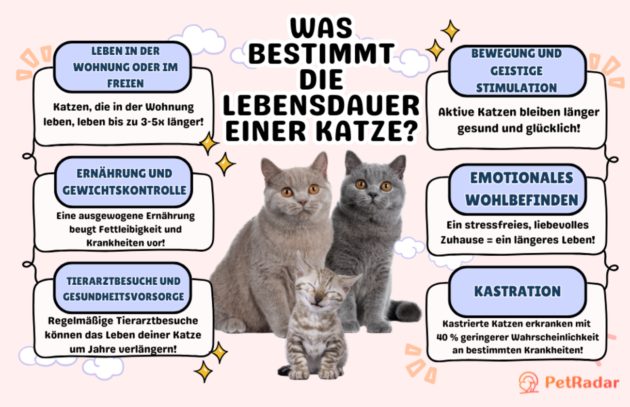 Liste mit Faktoren, die die Lebensdauer einer Katze bestimmen