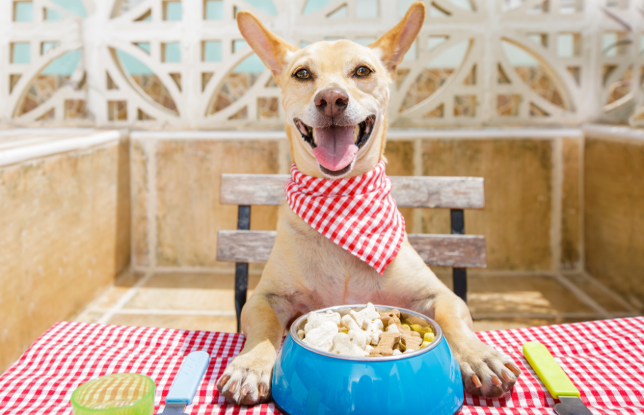 Divertido perro sentado en una mesa preparándose para almorzar
