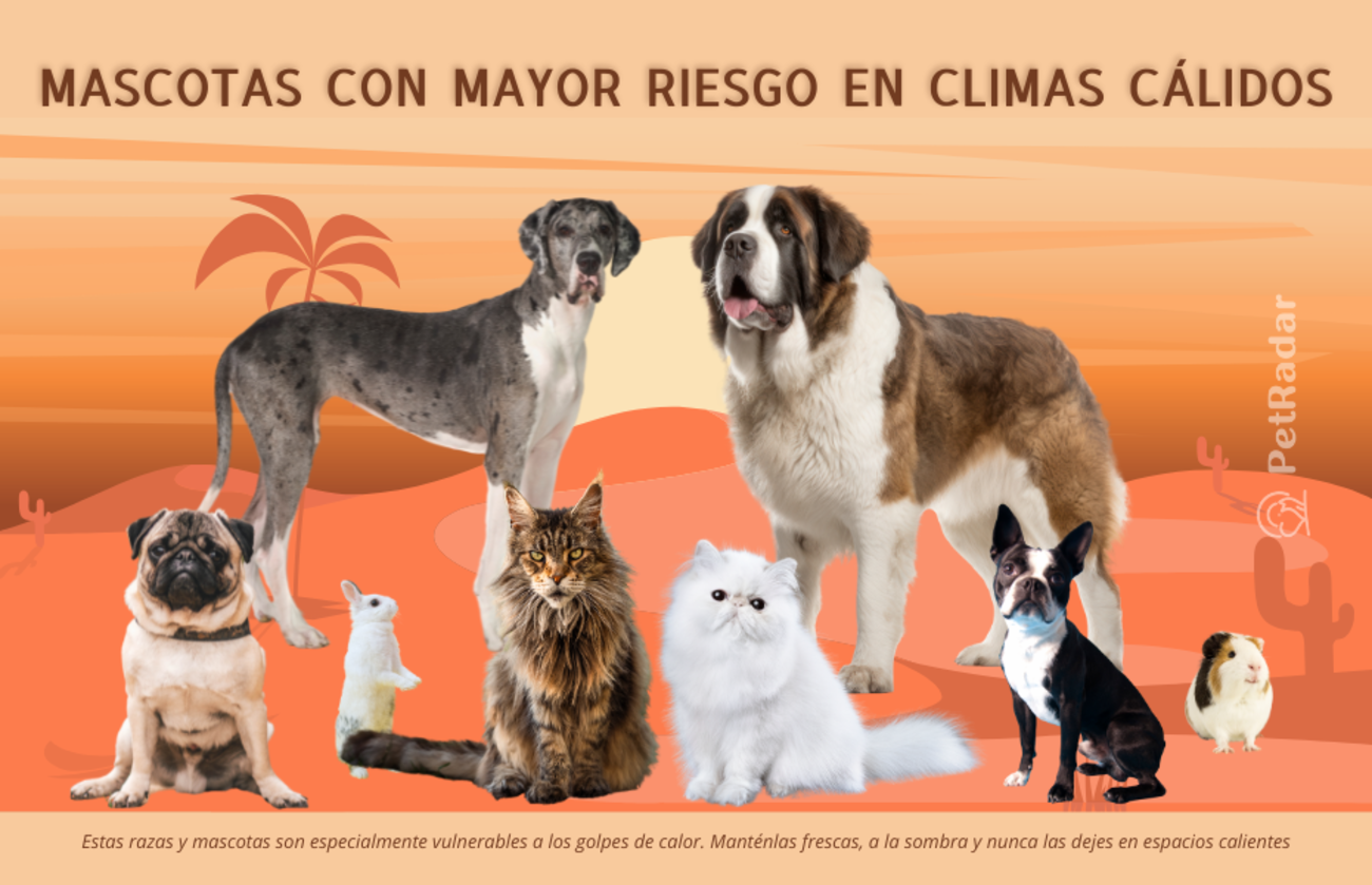 Imagen titulada «Mascotas con mayor riesgo en climas cálidos», que muestra razas de mascotas vulnerables como un pug, un san bernardo, un gato persa y más