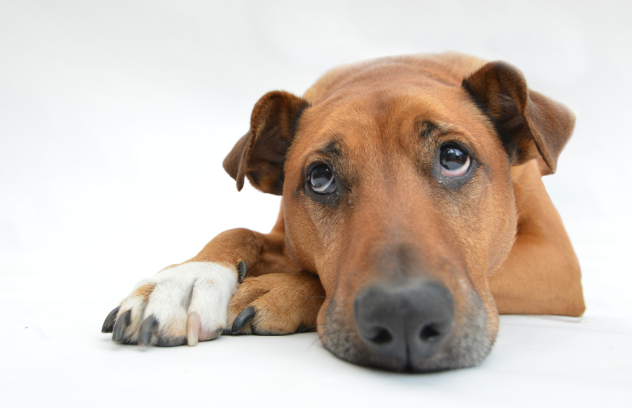 Grote bruine hond ligt met droevige, angstige ogen, zoals honden zich vaak voelen na stressvolle incidenten of beten