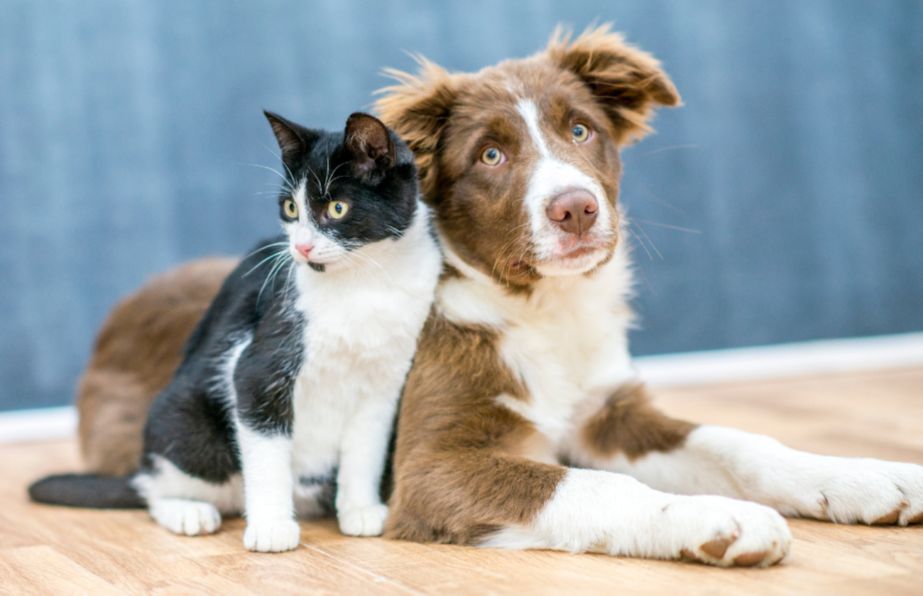 adorable dog and cat sitting next to each other