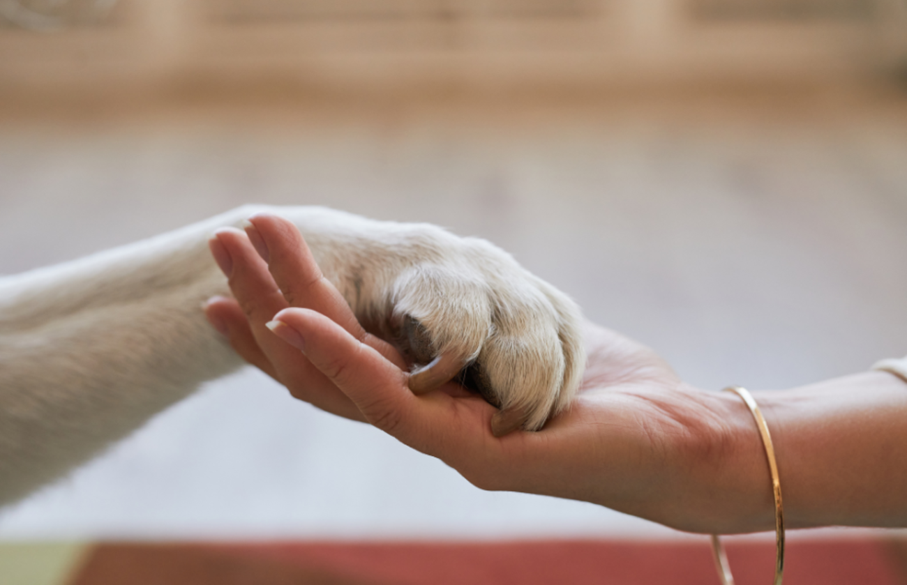 A close-up of a dog’s paw resting gently in a human hand, symbolizing trust, companionship, and the bond between pets and their people