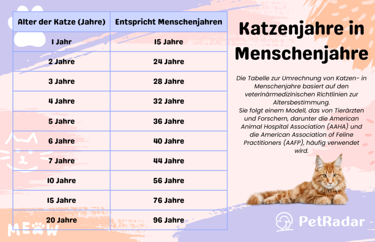 Umrechnungstabelle – Katzenjahre in Menschenjahre