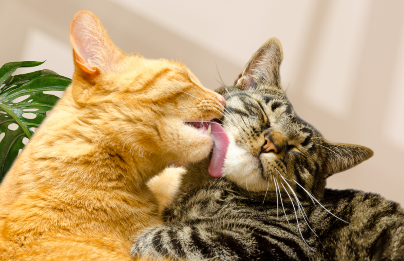 orange getigerte Katze, die eine grau getigerte Katze liebevoll umarmt