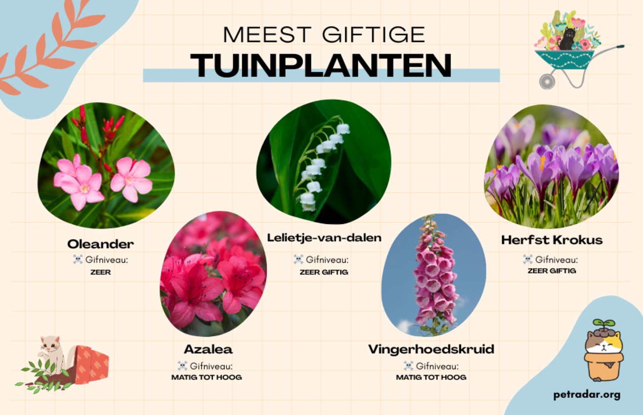 MEEST GIFTIGE TUINPLANTEN VOOR KATTEN