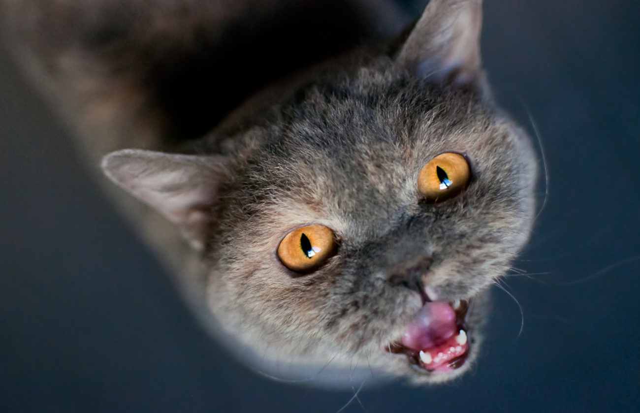 Pisică British Shorthair privind în sus, cu gura deschisă în mijlocul unui mieunat, surprinzând perfect momentul vocalizării