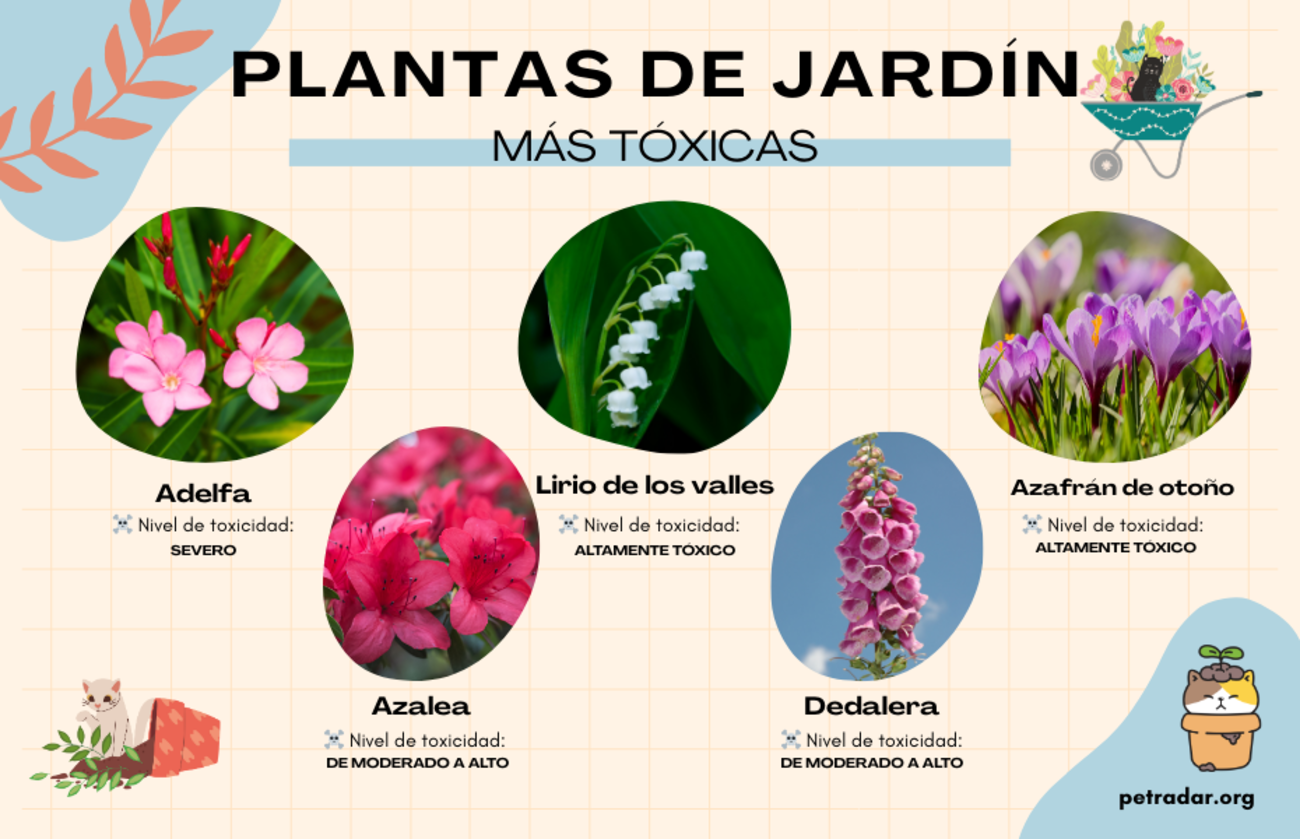 Las plantas de jardín más tóxicas para los gatos