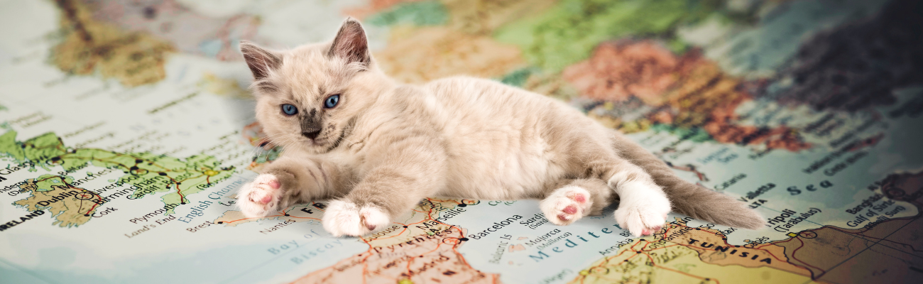 Chaton duveteux de couleur crème aux yeux bleus, allongé de manière espiègle sur une carte de l'Europe