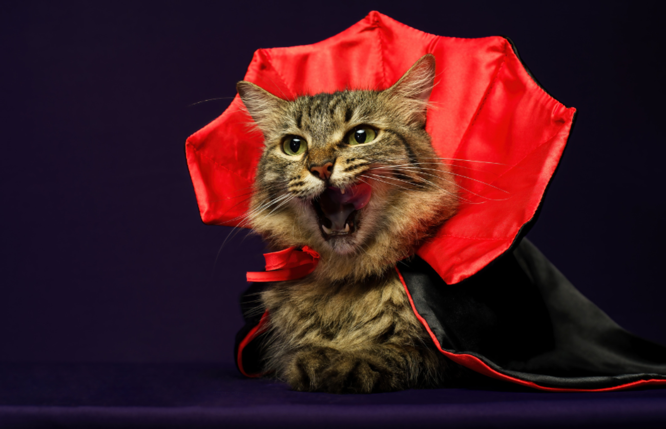 Pluizige tabbykat verkleed als vampier met een dramatische rode en zwarte cape, terwijl hij likt en eruitziet als de woeste graaf Meowcula in Transsylvanië