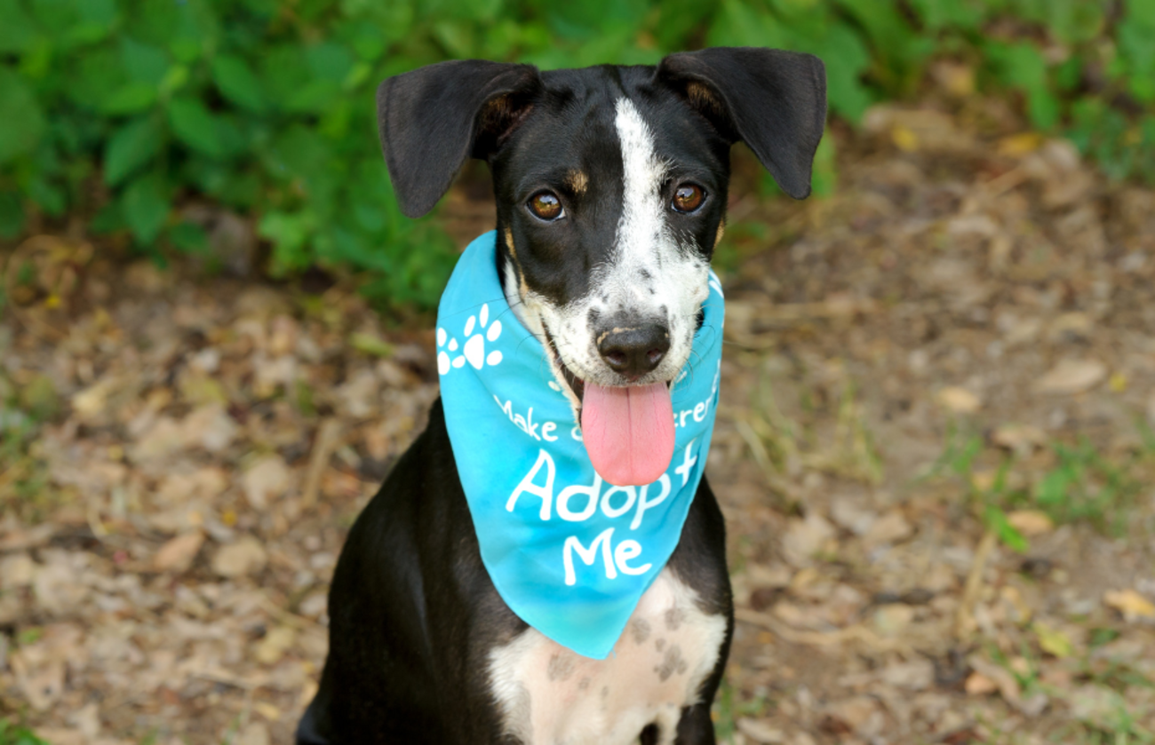 lovable adorable puppy waiting to be adopted