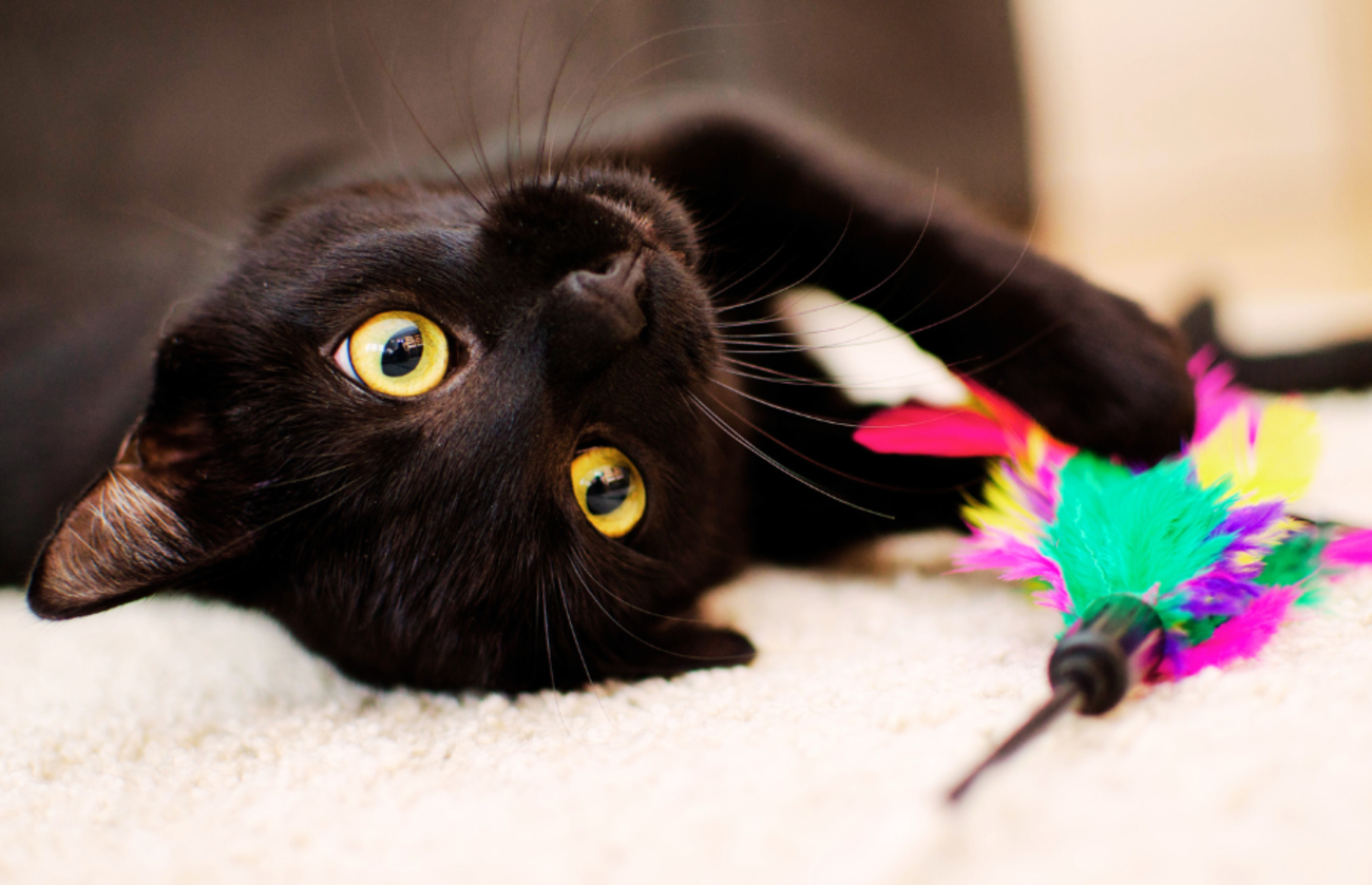 Chat noir espiègle couché sur le dos, avec des yeux jaunes brillants et un jouet coloré en forme de plume entre les pattes