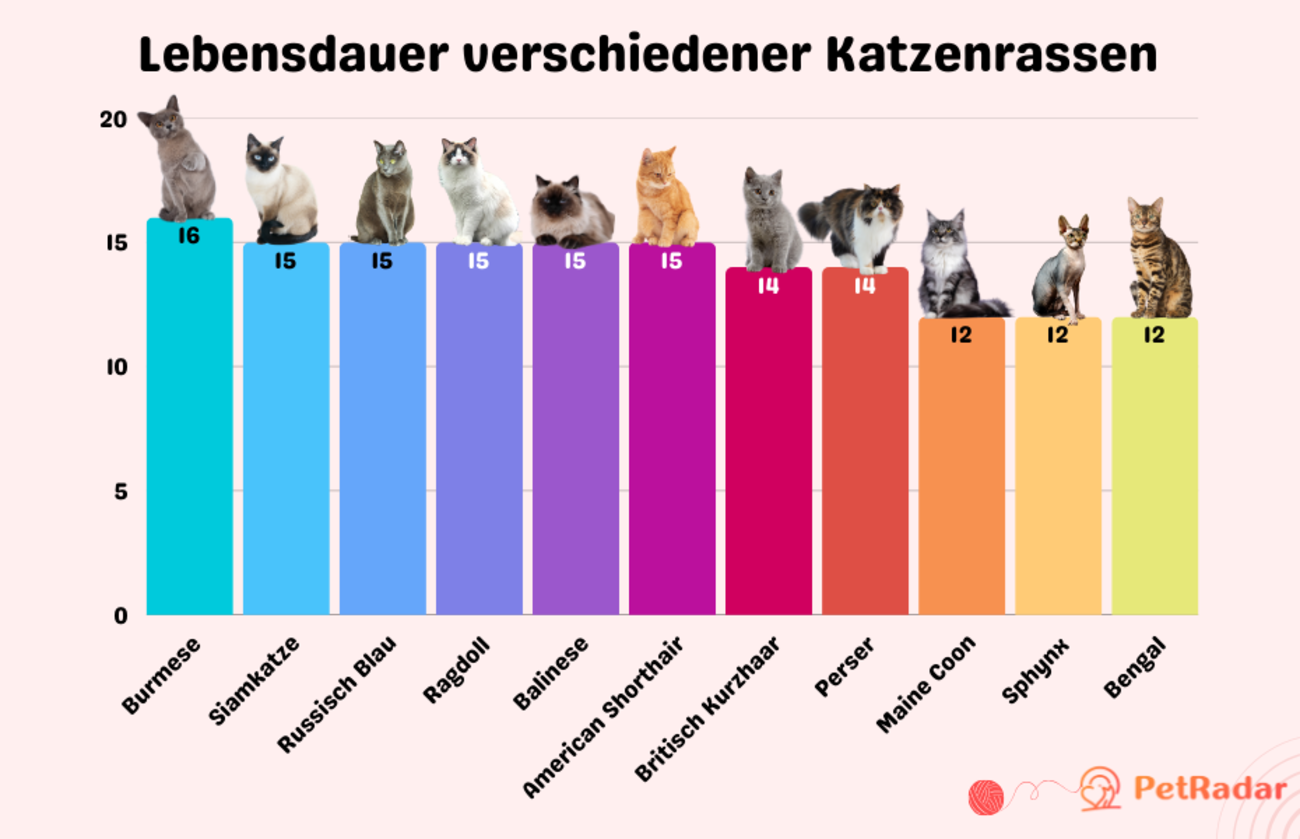 Lebensdauer verschiedener Katzenrassen – Grafik