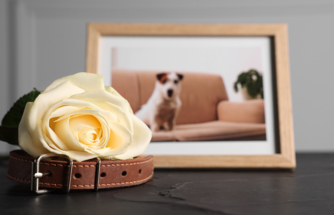 Rose jaune posée sur un collier de chien, devant un cadre photo d’un Jack Russell terrier – symbole de mémoire et d’hommage après une perte