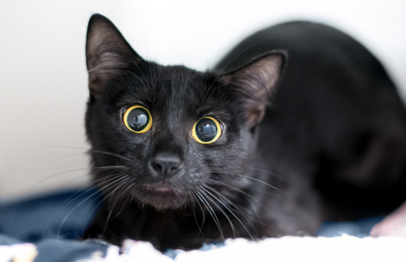大きな丸い黄色い目で警戒する黒猫。低照度での視力と猫の動きに対する敏感さを強調