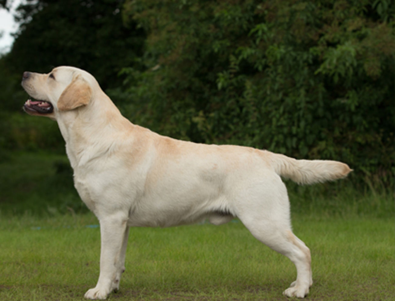 Labrador retriever