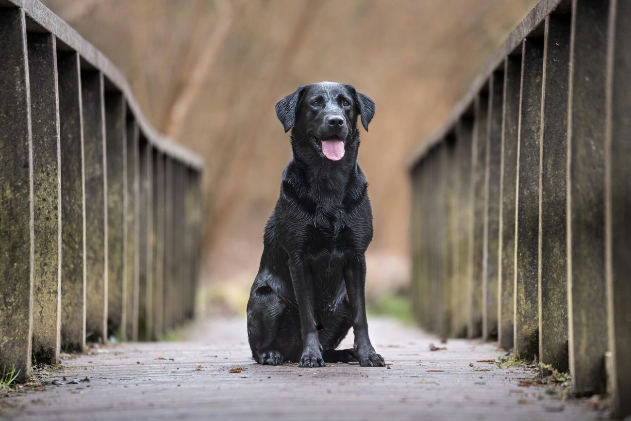 A black labrador