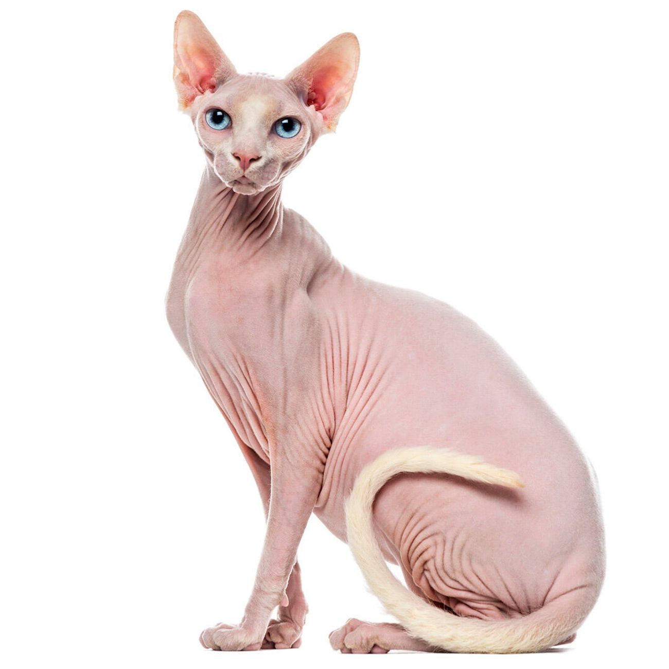 Een sphynx kat