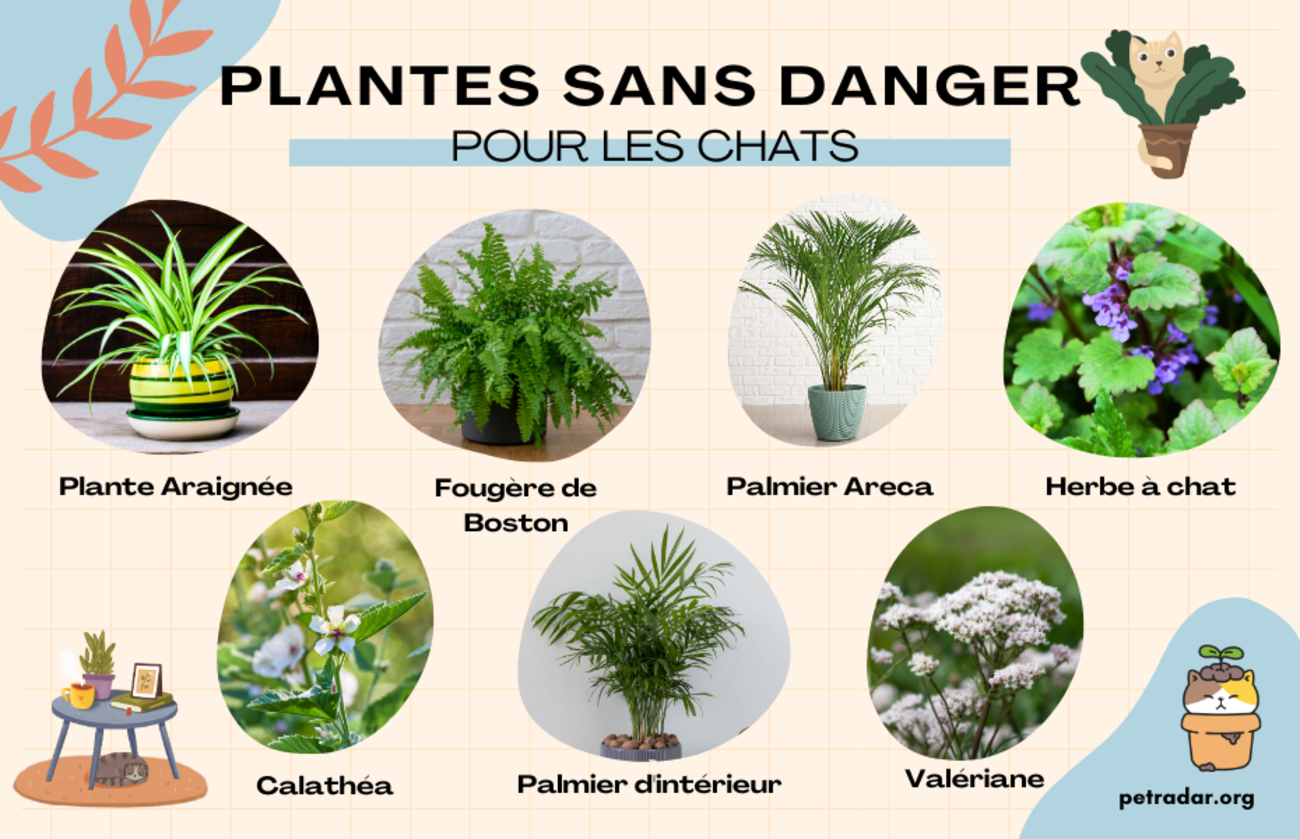 Les meilleures plantes sans danger pour les chats