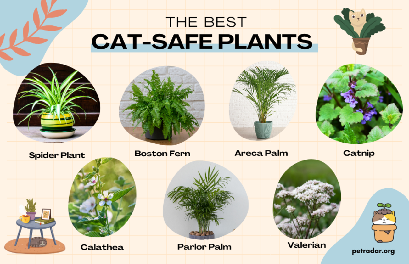 the safest plants for cats