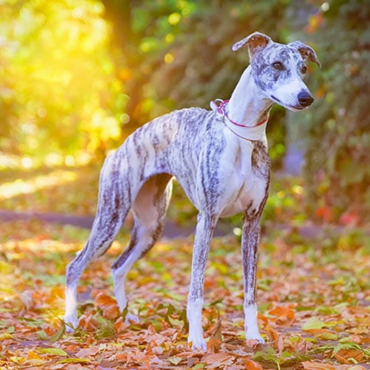 Whippet