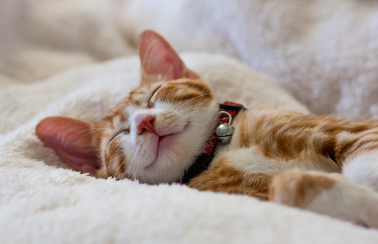 Adorable orange tabby sleeping in a very cozy bed
