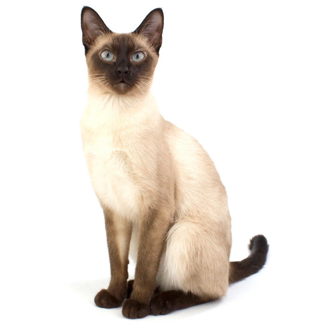 Een siamese kat