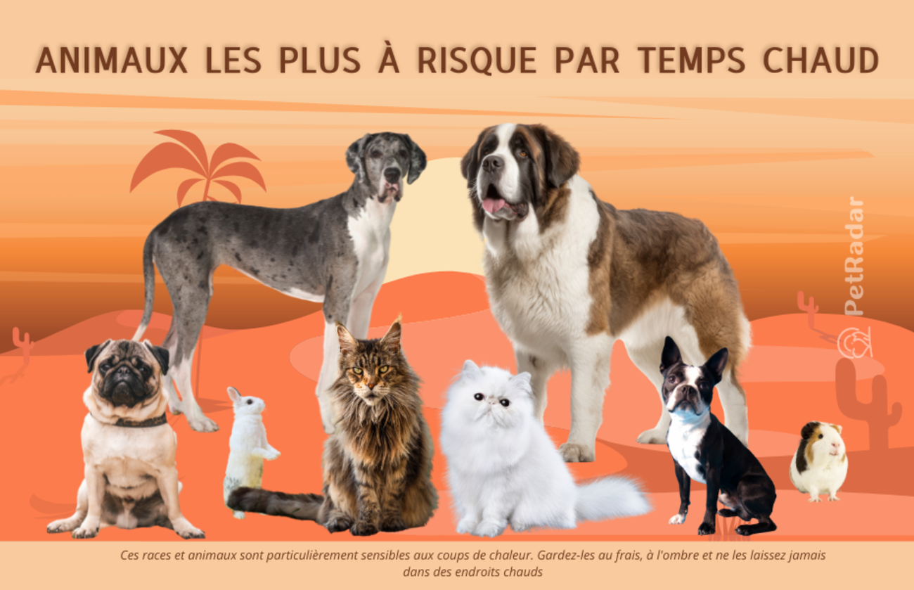 Image intitulée « Les animaux les plus à risque par temps chaud », montrant des races d'animaux vulnérables comme un carlin, un saint-bernard, un chat persan et d'autres