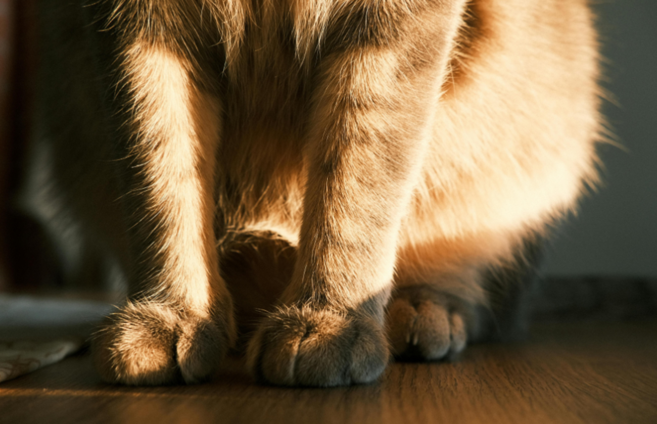 Close-up of a ginger cat's front paws resting on the floor, claws retracted, emphasizing natural, relaxed claw posture